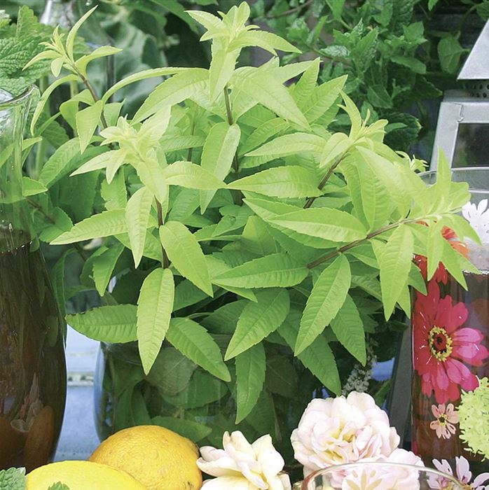 Zitronenverbene 'Freshman'