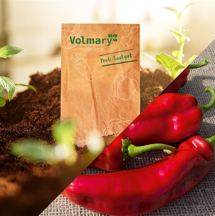 Spitz-Paprika 'Lipari' F1