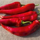 Spitz-Paprika 'Lipari' F1