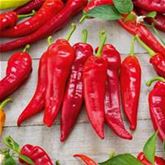 Spitz-Paprika 'Lipari' F1