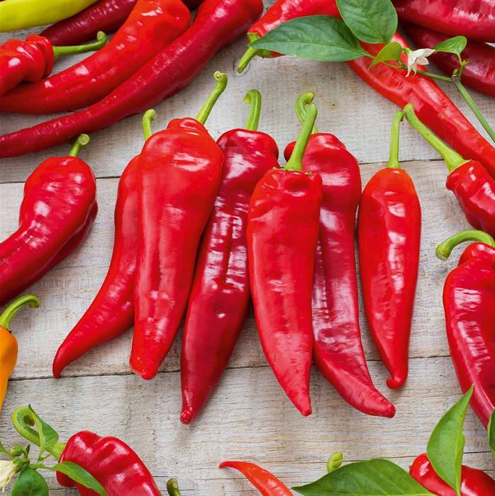 Spitz-Paprika 'Lipari' F1