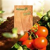 Stab-Tomate 'Campos® (Sportivo)' F1