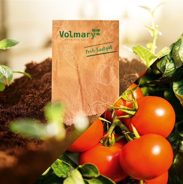 Stab-Tomate 'Campos® (Sportivo)' F1