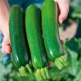 Zucchini 'Zodiac' F1