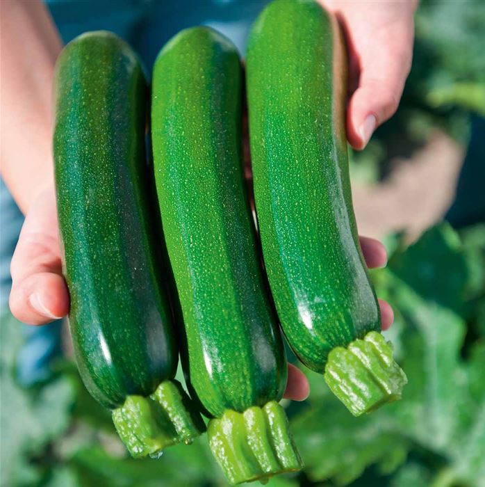 Zucchini 'Zodiac' F1