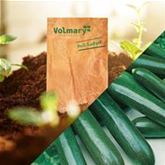 Zucchini 'Zodiac' F1