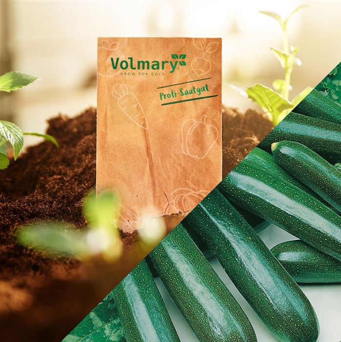 Zucchini 'Zodiac' F1