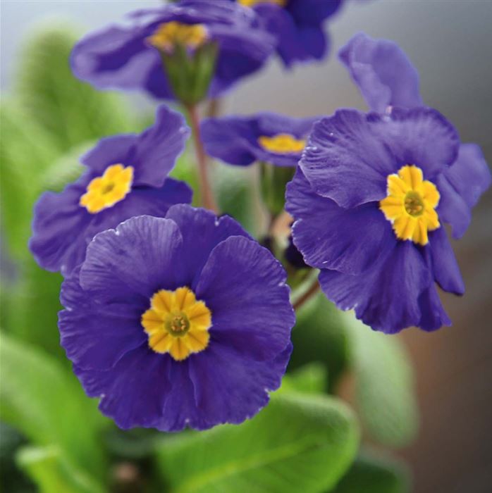 Stängel-Primel 'Inara® Blue'