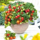 Zwerg-Tomate 'Primabell®'