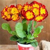 Stängel-Primel 'Inara® Flame'