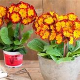 Stängel-Primel 'Inara® Flame'