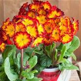 Stängel-Primel 'Inara® Flame'