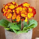 Stängel-Primel 'Inara® Flame'