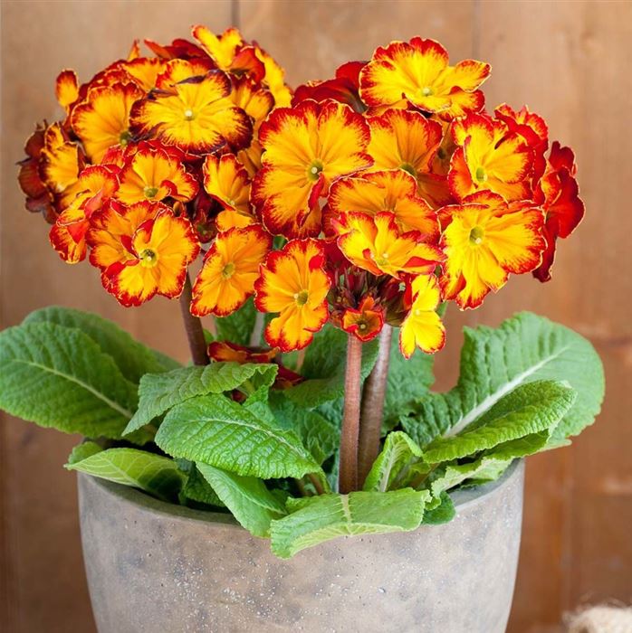 Stängel-Primel 'Inara® Flame'