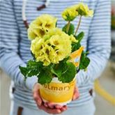 Stängel-Primel 'Inara® Lime'