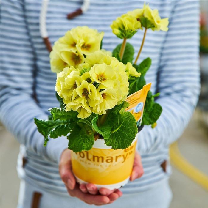 Stängel-Primel 'Inara® Lime'