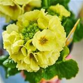 Stängel-Primel 'Inara® Lime'