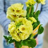 Stängel-Primel 'Inara® Lime'