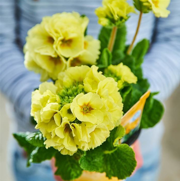 Stängel-Primel 'Inara® Lime'