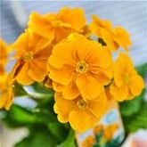 Stängel-Primel 'Inara® Orange'