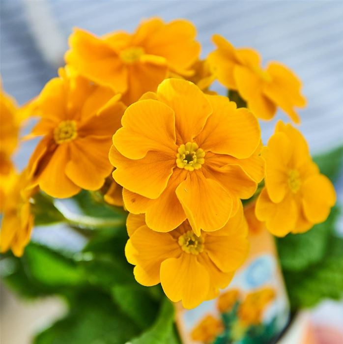 Stängel-Primel 'Inara® Orange'