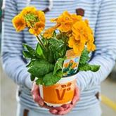 Stängel-Primel 'Inara® Orange'