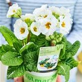 Stängel-Primel 'Inara® White'