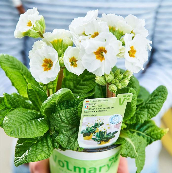 Stängel-Primel 'Inara® White'