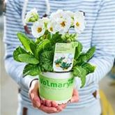 Stängel-Primel 'Inara® White'