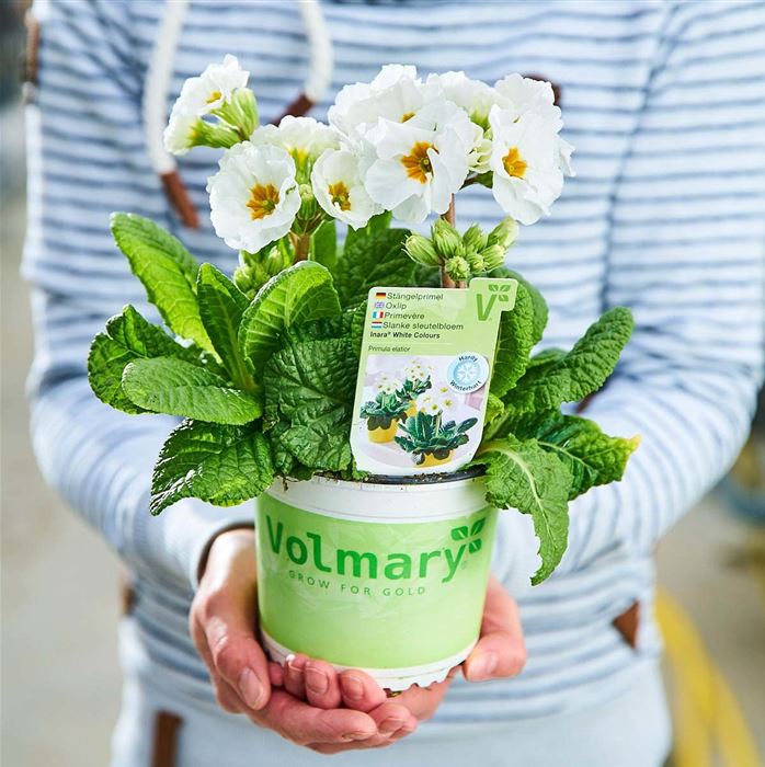 Stängel-Primel 'Inara® White'