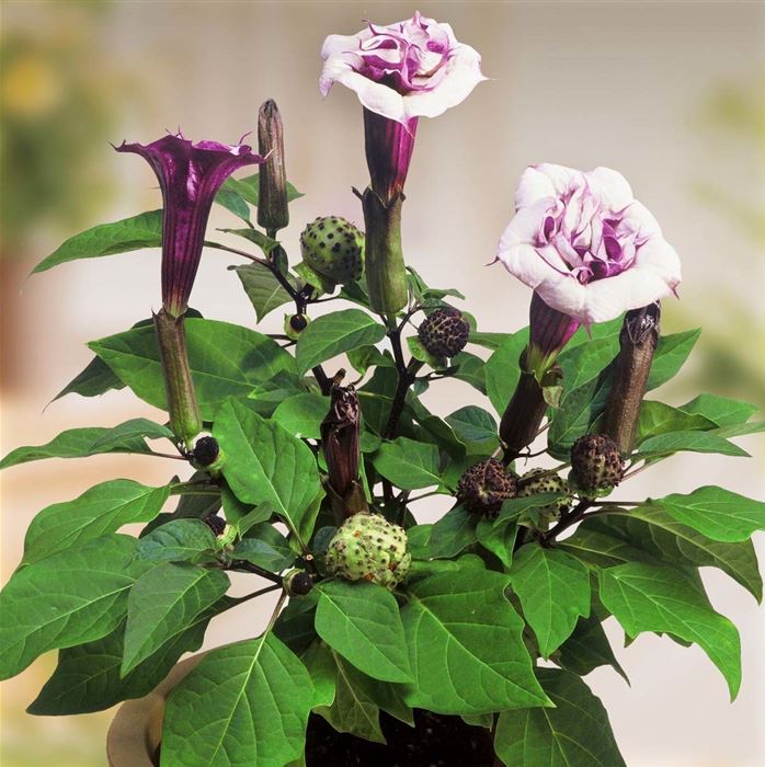 Stechapfel 'Ballerina Purple'