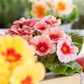 Stern-Primel 'Jupiter® Champagne'