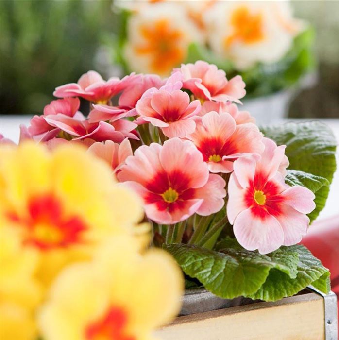 Stern-Primel 'Jupiter® Champagne'