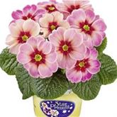 Stern-Primel 'Jupiter® Champagne'