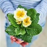 Stern-Primel 'Jupiter® Gold Splash'