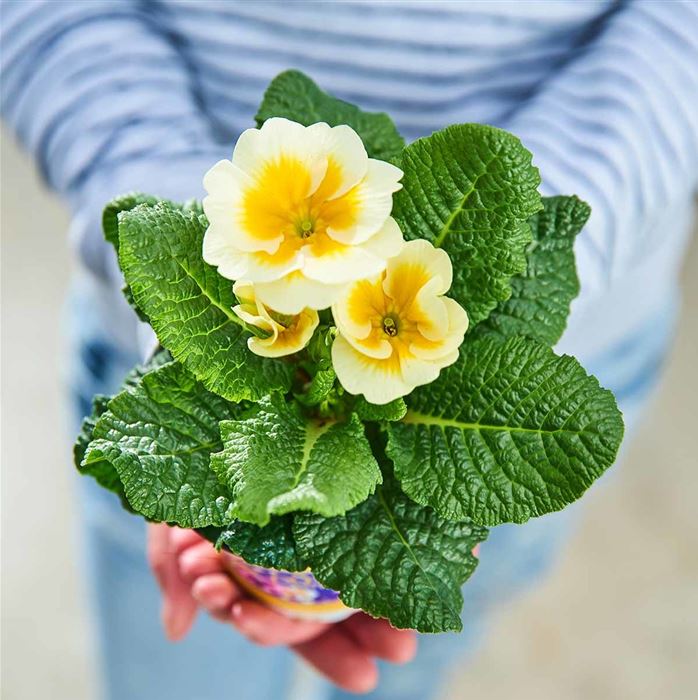 Stern-Primel 'Jupiter® Gold Splash'