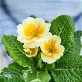 Stern-Primel 'Jupiter® Gold Splash'