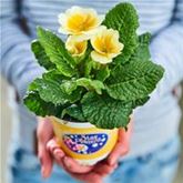 Stern-Primel 'Jupiter® Gold Splash'