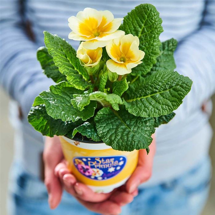 Stern-Primel 'Jupiter® Gold Splash'