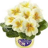 Stern-Primel 'Jupiter® Gold Splash'