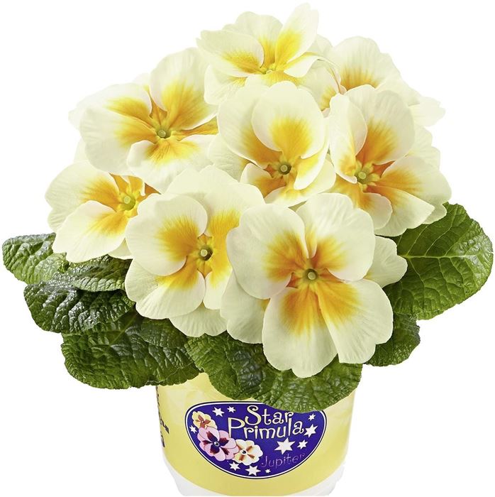 Stern-Primel 'Jupiter® Gold Splash'