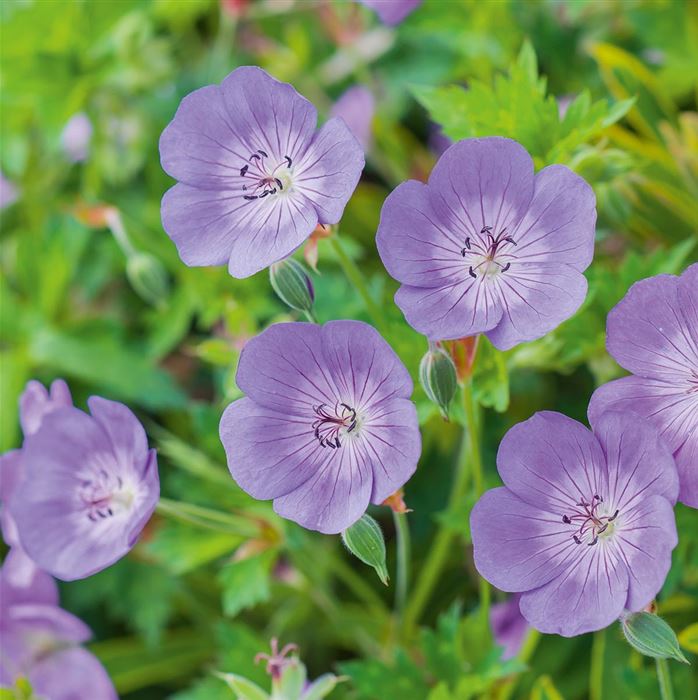 Storchschnabel 'Rozanne®'