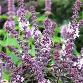 Strauchbasilikum 'Magic Blue®'