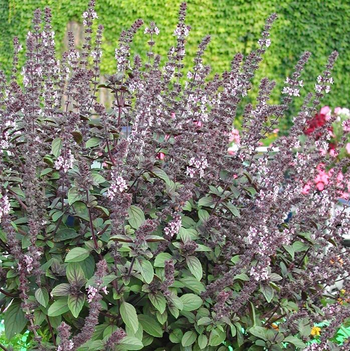 Strauchbasilikum 'Magic Blue®'