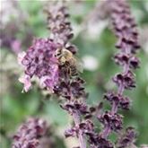 Strauchbasilikum 'Magic Blue®'