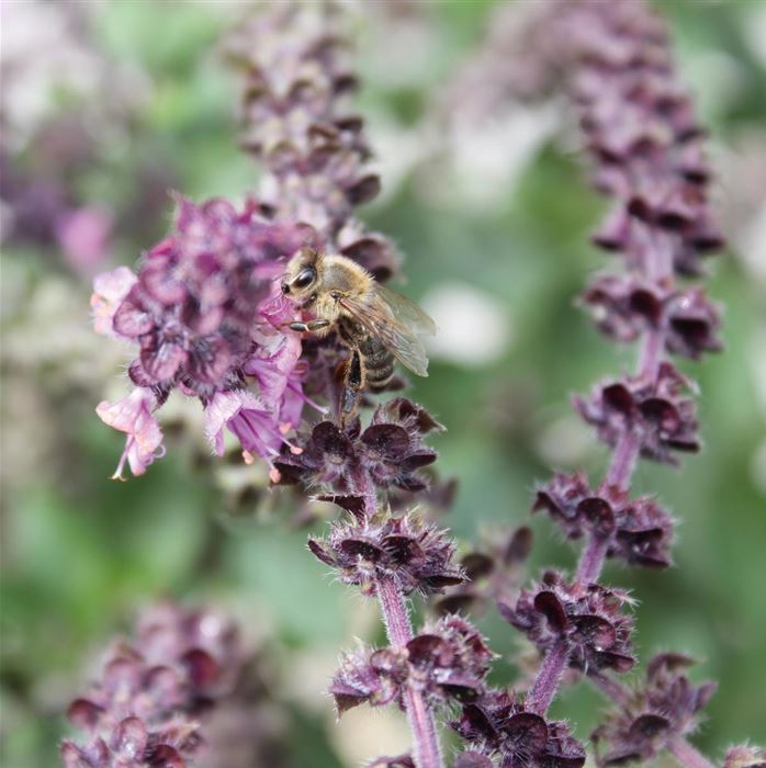 Strauchbasilikum 'Magic Blue®'