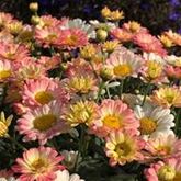 Strauchmargerite 'Aramis® Apricot'