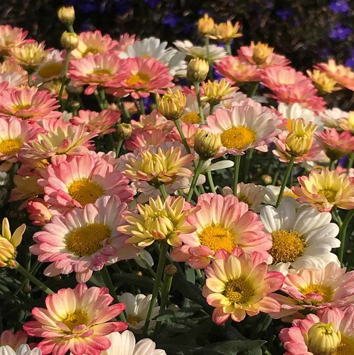 Strauchmargerite 'Aramis® Apricot'