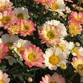 Strauchmargerite 'Aramis® Apricot'