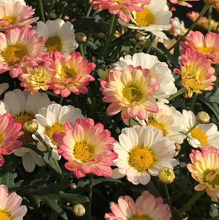 Strauchmargerite 'Aramis® Apricot'